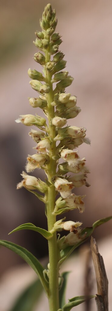 Digitalis transiens