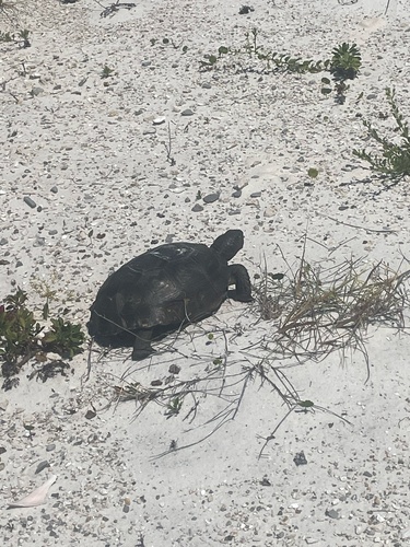Gopherus polyphemus