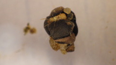 Glossosomatidae