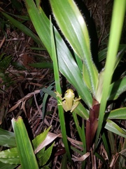 Boana cinerascens
