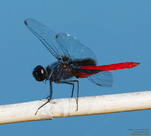 Mexican Scarlet-tail photo 2