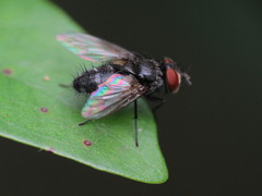 Tachinidae