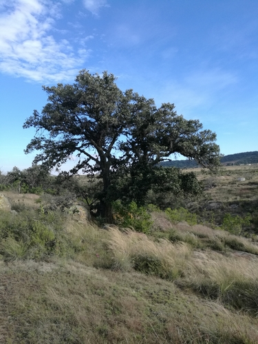 Mexican red oak