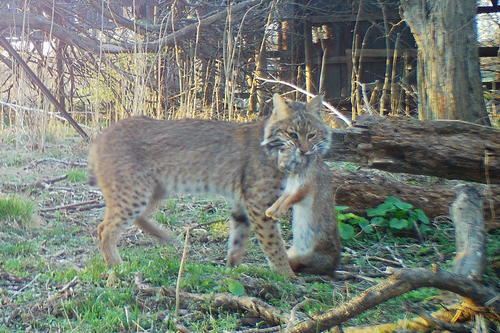 Bobcat photographed in Illinois