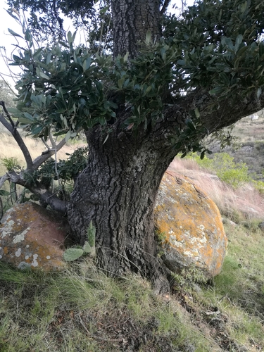 Mexican red oak