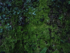 Thuidium peruvianum