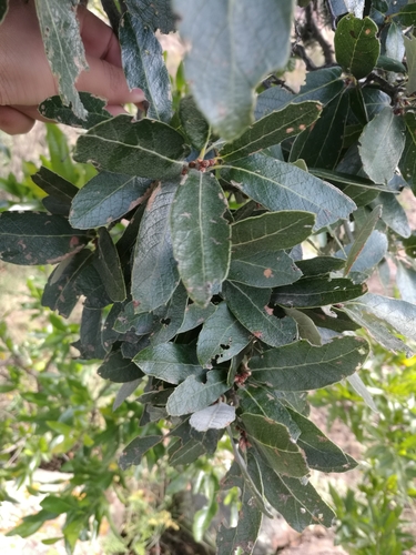 Image of Quercus castanea by (c) Juan Carlos Pérez Magaña, some rights reserved (CC BY-SA)