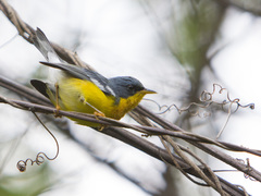 Tropical Parula photo 6