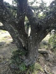 Quercus deserticola