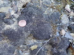 Marsupella bolanderi