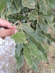 Quercus deserticola