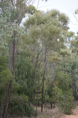 Acacia omalophylla