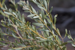 Acacia omalophylla