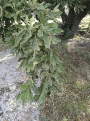 Quercus deserticola