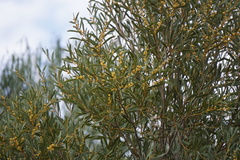 Acacia omalophylla