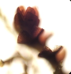 Marsupella bolanderi