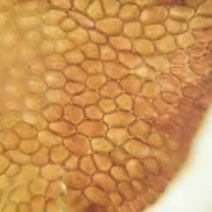 Marsupella bolanderi