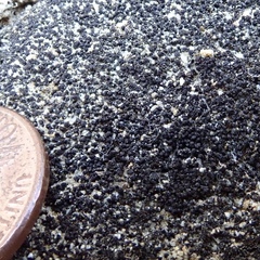 Marsupella bolanderi