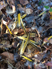 Colaptes auratus auratus