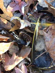 Colaptes auratus auratus