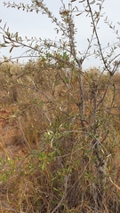 Acridocarpus excelsus