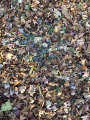 Colaptes auratus auratus