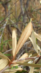 Acridocarpus excelsus