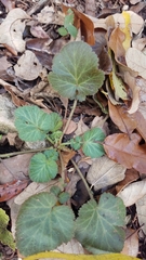 Geum canadense texanum