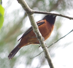 Icterus spurius spurius