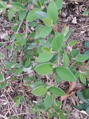 Cotoneaster pannosus