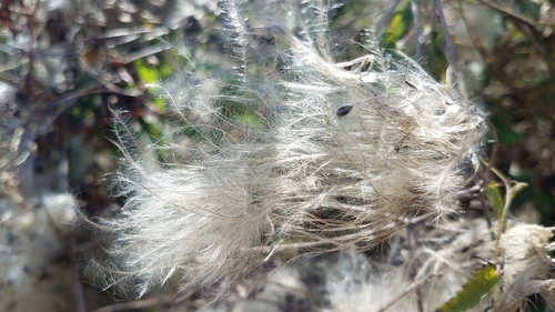 Old Man's Beard Clematis
