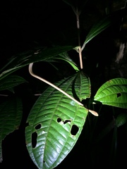 Thamnodynastes pallidus