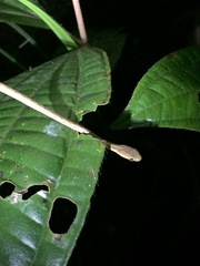 Thamnodynastes pallidus