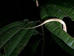 Thamnodynastes pallidus