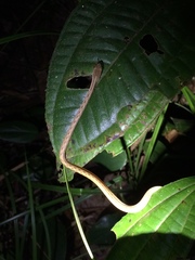 Thamnodynastes pallidus