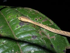 Thamnodynastes pallidus