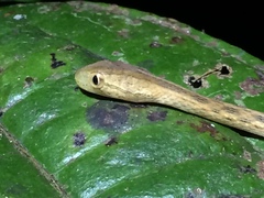 Thamnodynastes pallidus