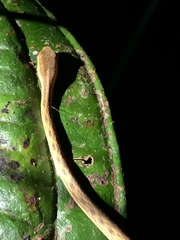 Thamnodynastes pallidus