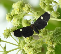 Melanchroia vazquezae