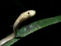 Thamnodynastes pallidus