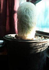 Cephalocereus senilis