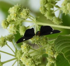 Melanchroia vazquezae