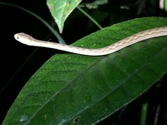 Thamnodynastes pallidus