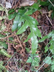 Microsorum pustulatum