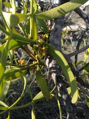 Phoradendron carneum