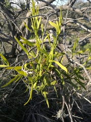 Phoradendron carneum