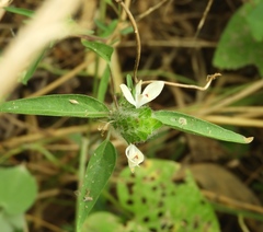 Tetramerium
