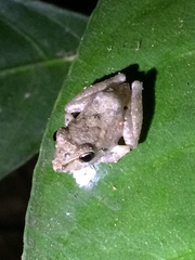 Pristimantis ramagii