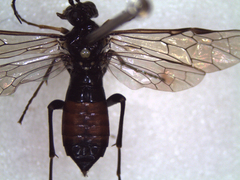 Tenthredininae