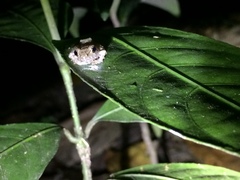 Pristimantis ramagii